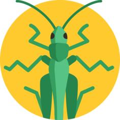 Grasshopper