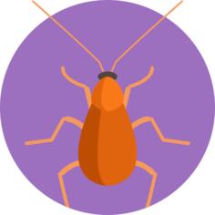 Brown banded cockroach