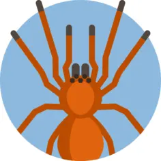 Spider