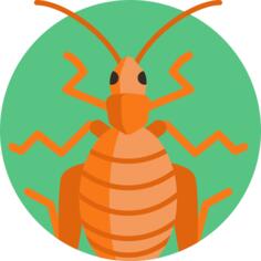 Cricket