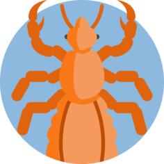 Louse