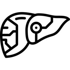 肝