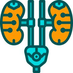 Kidneys