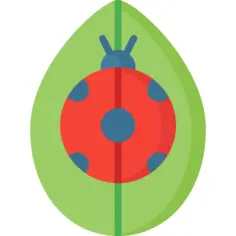 Ladybug