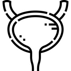 Bladder