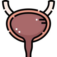 Bladder