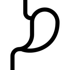 Stomach