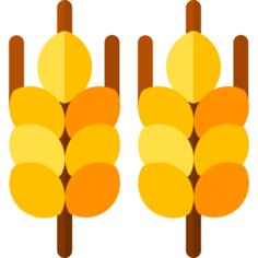 Wheat