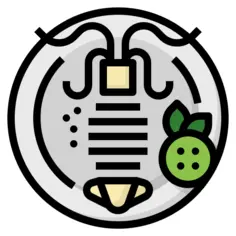 乌贼
