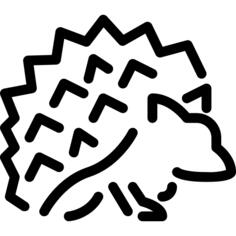 Hedgehog