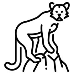 美洲狮