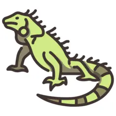 Iguana