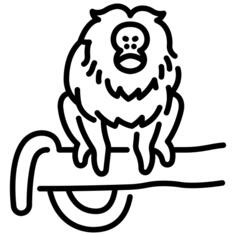 金狮猴