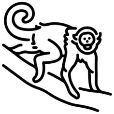 卷尾猴