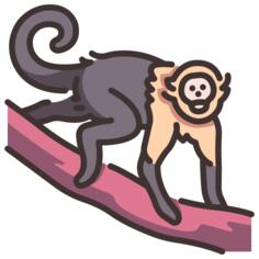 卷尾猴
