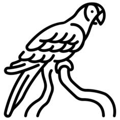 金刚鹦鹉