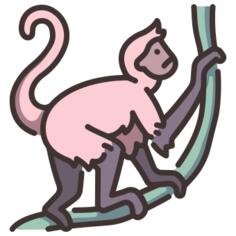 Spider monkey