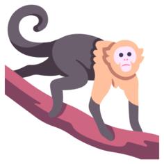 卷尾猴