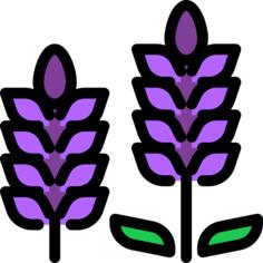 Lavender