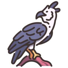 鹰身鹰