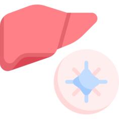 Liver