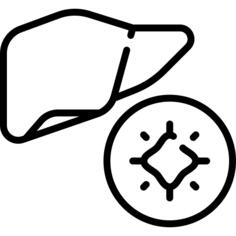 Liver