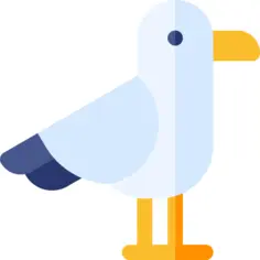 Seagull