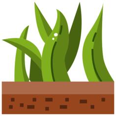Grass