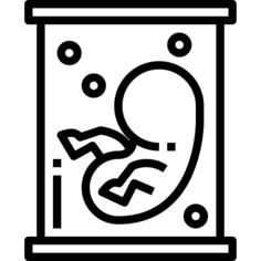 Embryo