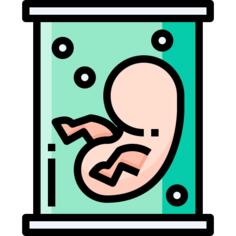 Embryo