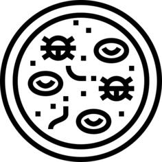 Bacteria