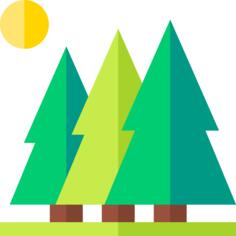 Spruce