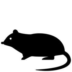 Rat