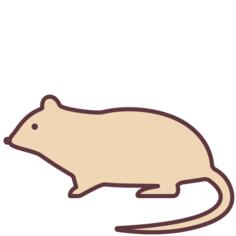 鼠