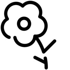 Camomile