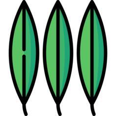 Eucalyptus