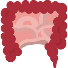 Intestine