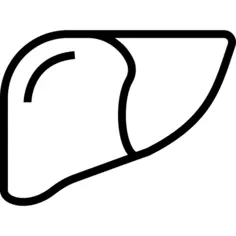 Liver