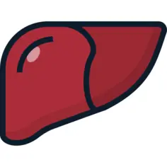肝