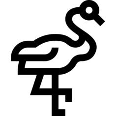 Flamingos