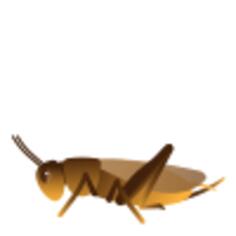 Cricket
