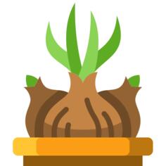 Onion