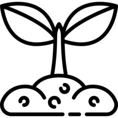 发芽