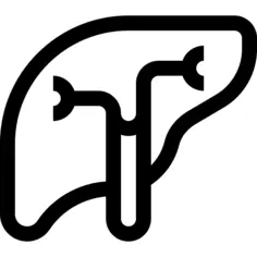 Liver