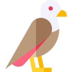 鹰