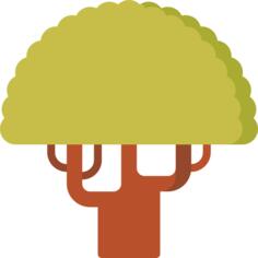 Sycamore
