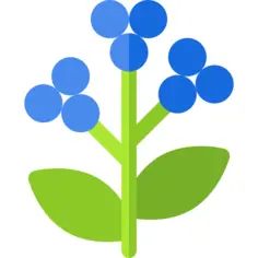 Berries