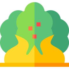 Forest fire