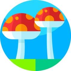 蘑菇