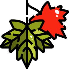 Maple leaf